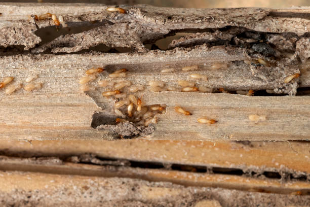 Professional Pest Control in Faxon, PA